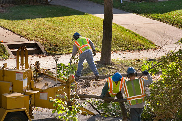 Best Tree Maintenance Programs  in Bret Harte, CA